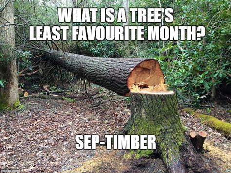The Magic Tree Meme: Exploring its Influence on Internet Humor